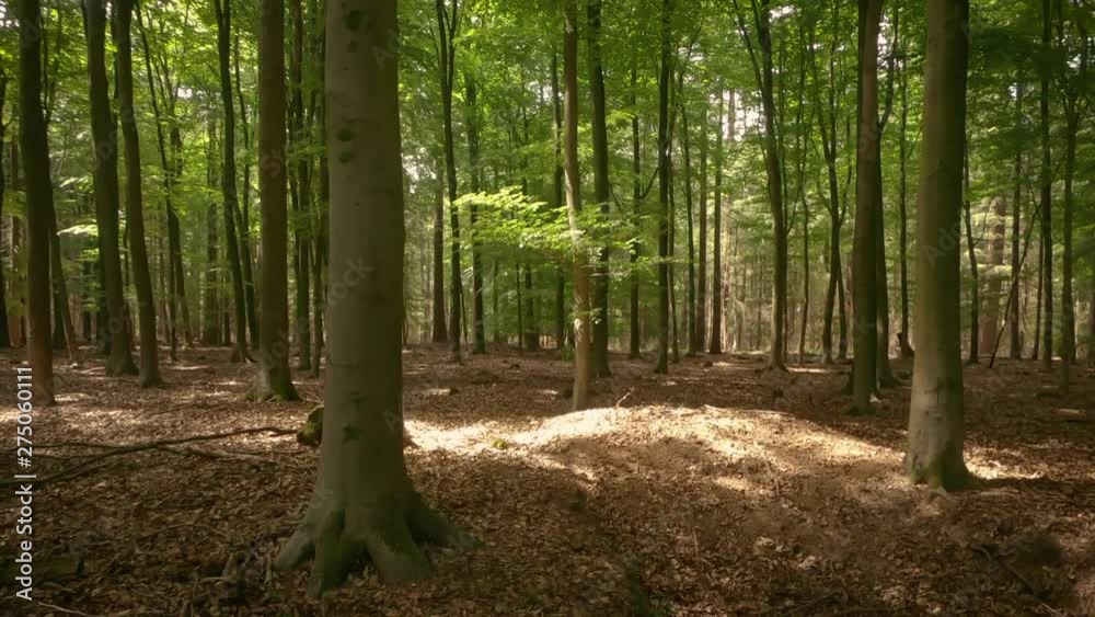 Panning shot of deciduous trees in the forest in summer day. Panning shot of deciduous trees in the forest in summer day.