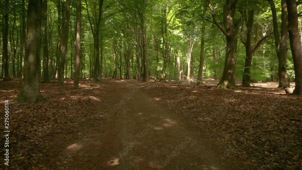 Moving forward along the forest path on a sunny day. Moving forward along the forest path on a sunny day.