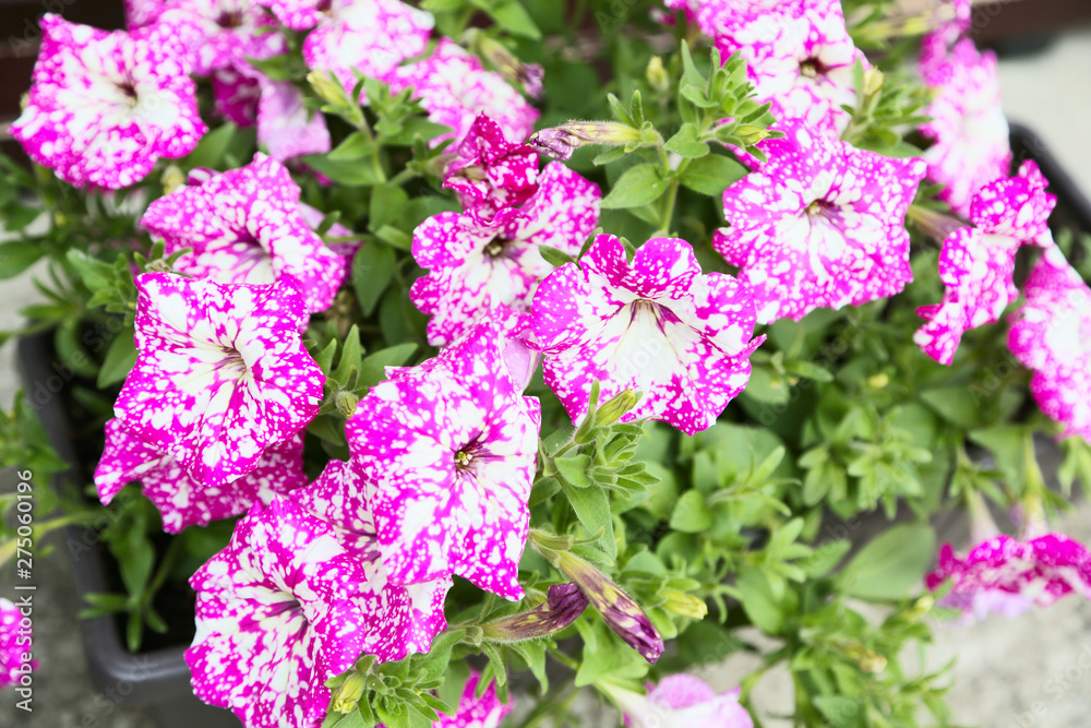 Petunias, colorful petunia flower (Petunia hybrida). Flowers petunia background texture, pattern. Petunias, colorful petunia flower (Petunia hybrida). Flowers petunia background texture, pattern.