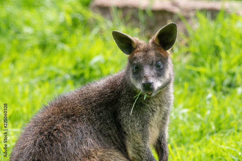 Close up of a Swamp Wallaby (Wallabia bicolor) a kangaroo from Australia