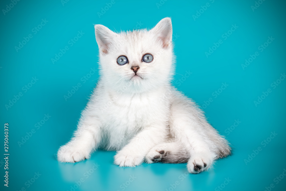 Scottish straight shorthair cat on colored backgrounds