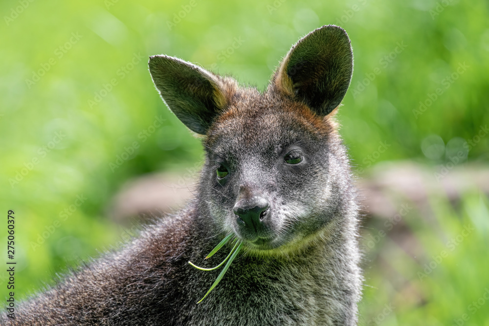 Fototapeta premium Close up of a Swamp Wallaby (Wallabia bicolor) a kangaroo from Australia