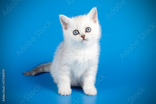 Scottish straight shorthair cat on colored backgrounds