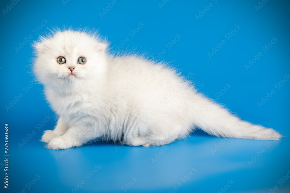 Fototapeta premium Scottish fold longhair cat on colored backgrounds