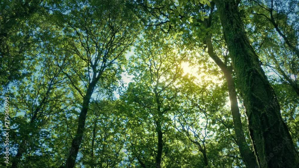 Sun Shines On Peaceful Forest In The Afternoon Sun Shines On Peaceful Forest In The Afternoon