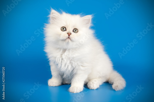 Scottish straight longhair cat on colored backgrounds