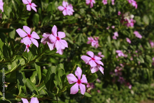 Catharanthus roseus, commonly known as the Madagascar periwinkle, rose periwinkle, or rosy periwinkle, is a species of flowering plant in the dogbane family Apocynaceae.