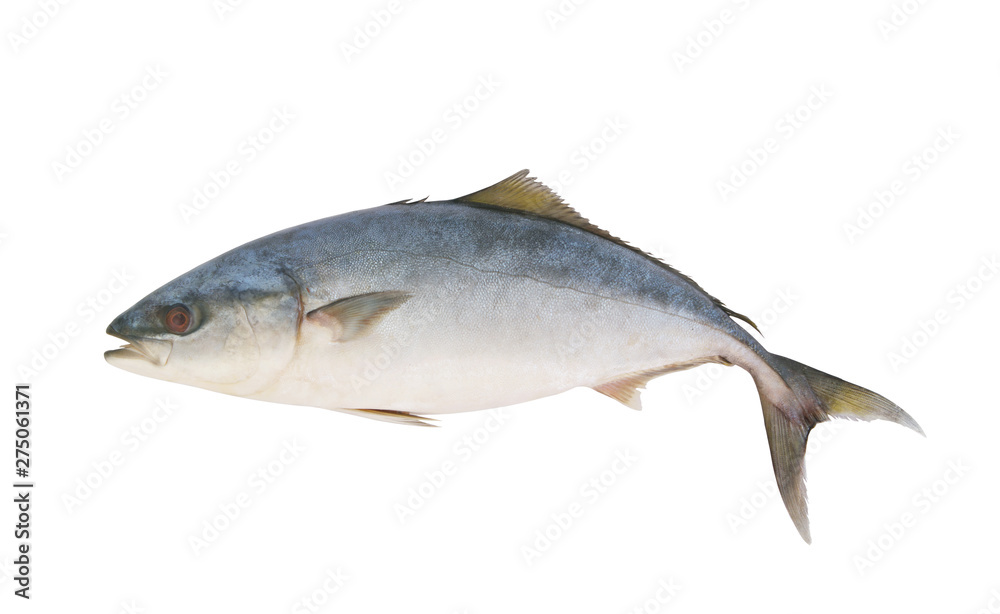 Big yellowtail amberjack fish, Seriola lalandi, isolated on white background Big yellowtail amberjack fish, Seriola lalandi, isolated on white background