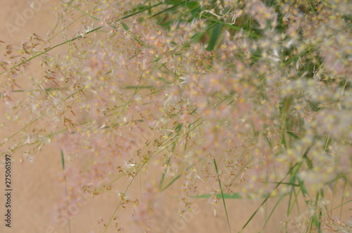 Grass flower surface
