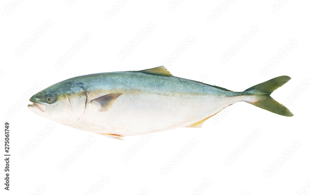 Yellowtail amberjack fish isolated on white background. Yellowtail amberjack fish isolated on white background.