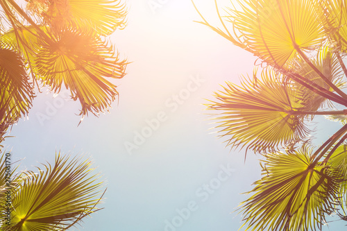 Silhouette of green tropical palm tree leaves with clear blue sky on backgroung at sunset or sunrise time.Summer travel and adventure concept. exotic islands trip vacation destination. Toned
