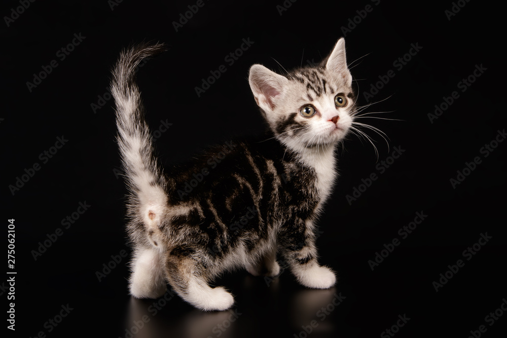 American shorthair cat on colored backgrounds