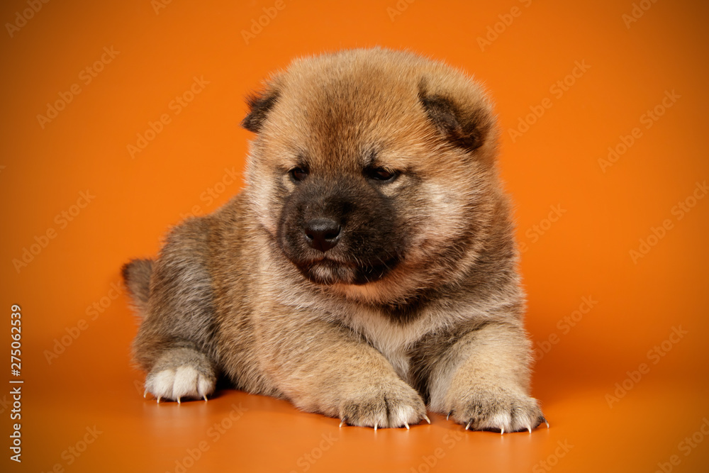 Obraz premium Shiba inu on colored backgrounds