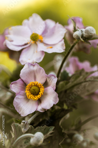 Pink anemone flowers in full bloom  close up.