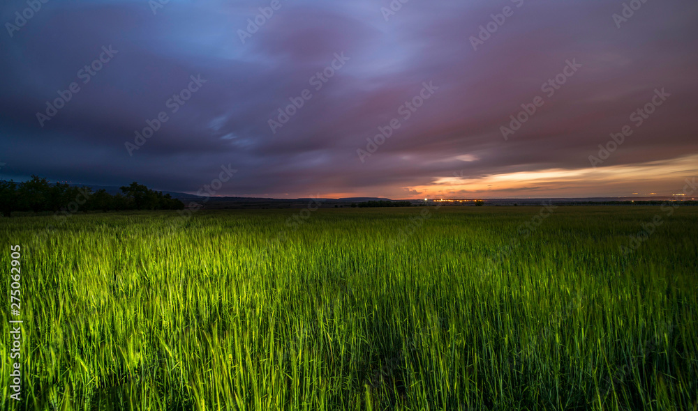 long exposure picture of a grain field during the twilight of a spring day with grey clouds in motion - Image