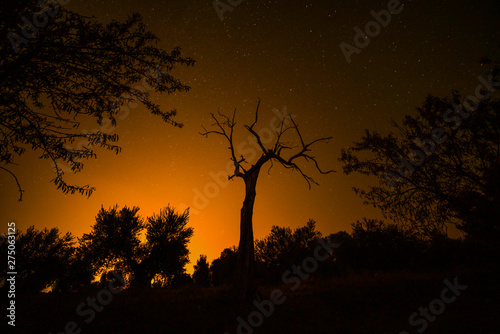 silhouette of a dry tree during the night with stars in the sky - Image