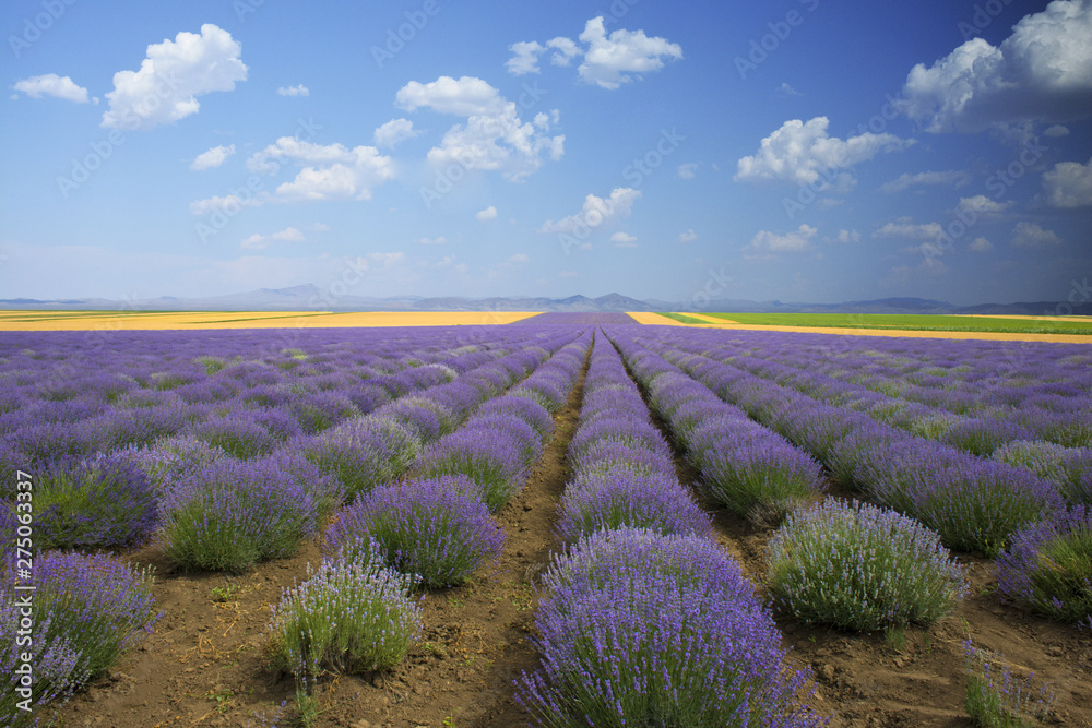 Lavender blooming field in a sunny day of summer