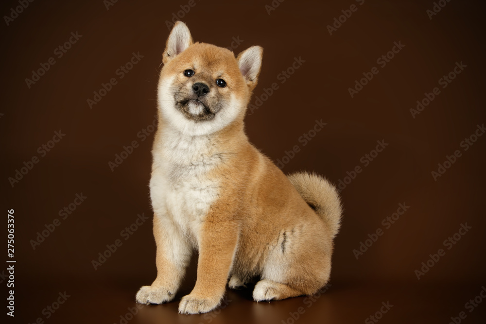 Obraz premium Shiba inu on colored backgrounds