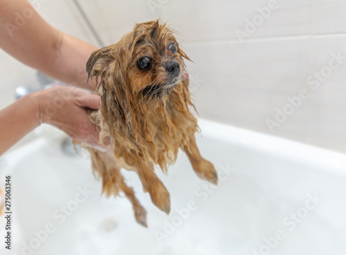 Washing and grooming dogs, wet Pomeranian with wet wool in soap