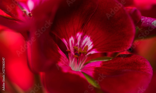 closeup macro view of a red flower petals and pollen during the spring - Image