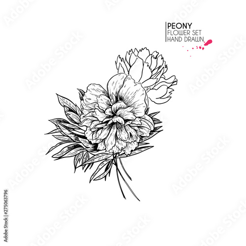 Hand drawn autumn flowers. Peony flower.Vintage engraved art. Botanical illustration. Good for flower shop, Halloween decoration, tattoo, package design, floristic bouquet.