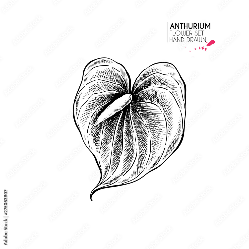 4” Anthurium – Blooms + Flora