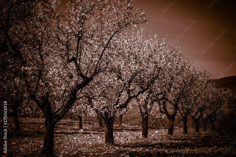 Obraz premium desaturated photo of a blooming field of almond trees with withe flowers during a spring day - Image