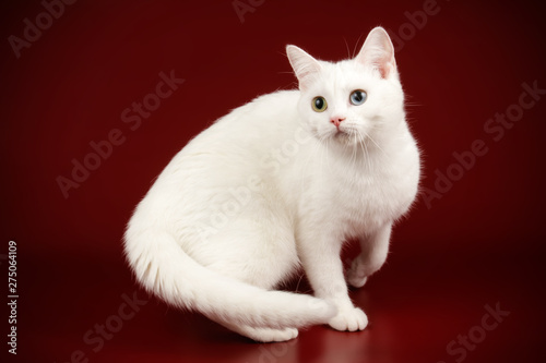 American shorthair cat on colored backgrounds