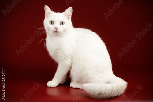 American shorthair cat on colored backgrounds