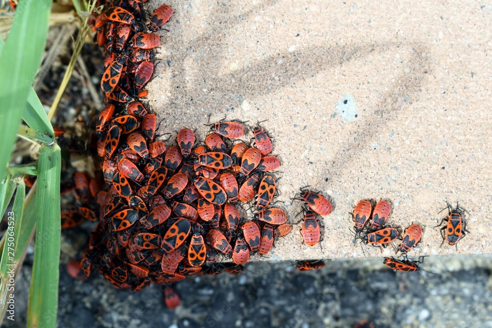 Colony of firebugs (Pyrrhocoris apterus) on a wall - mostly larvae of ...