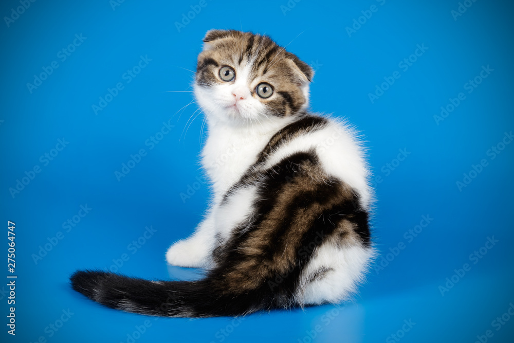 Scottish fold shorthair cat on colored backgrounds