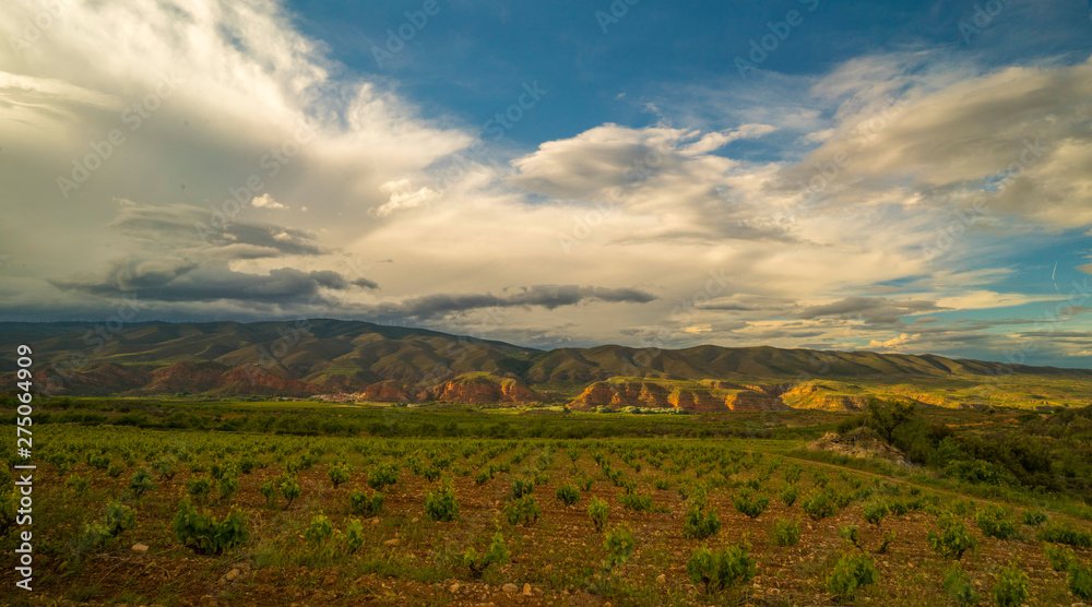 Long exposure Panoramic view of a vineyard during a spring stormy day and clouds on the sky - Image