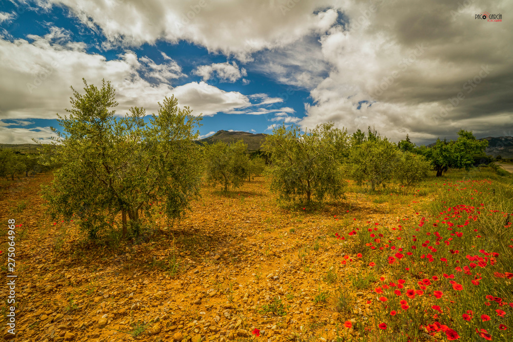 Panoramic picture on an olive trees field with some red poppy flowers during a sunny spring day in Spain - Image