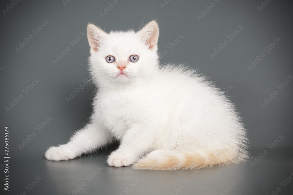 Scottish straight shorthair cat on colored backgrounds