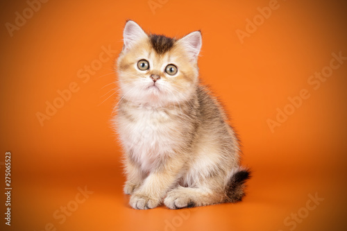 Scottish straight shorthair cat on colored backgrounds © Aleksand Volchanskiy