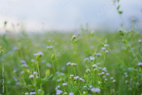 Green grass fields bloom together in white with green nature 
