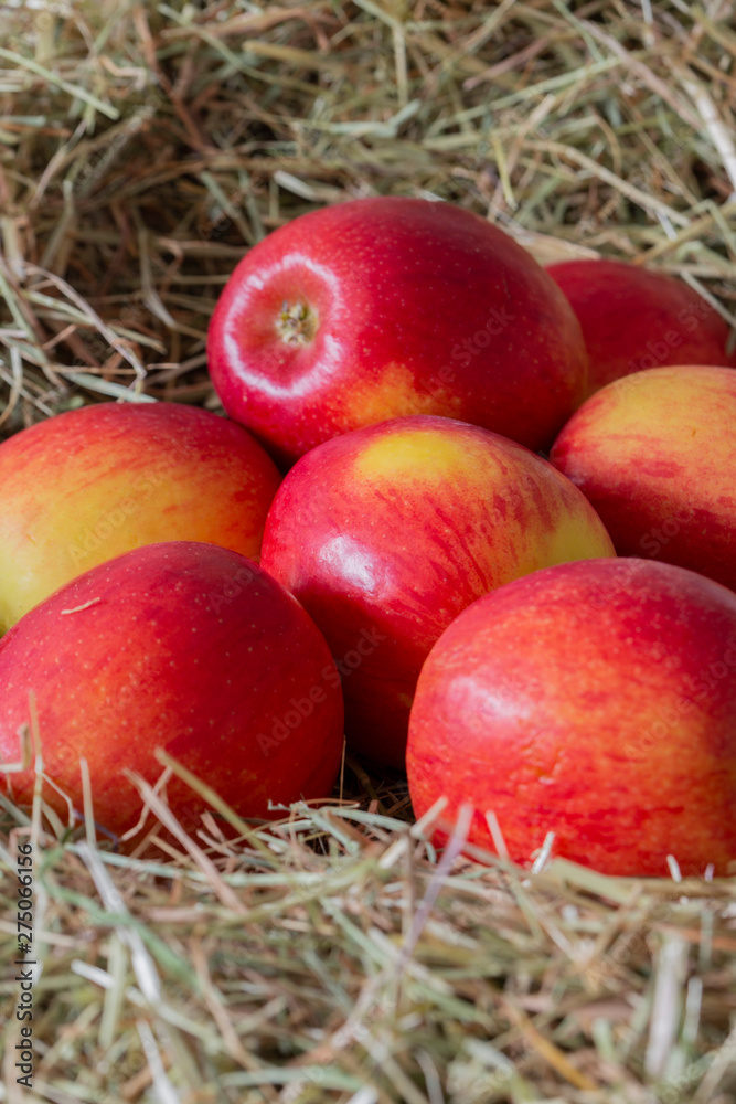 Apples, Jazz apple variety, on a meadow hay straw background Apples, Jazz apple variety, on a meadow hay straw background