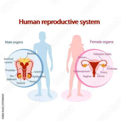 Human reproductive system anatomical. Genitals of man and woman design