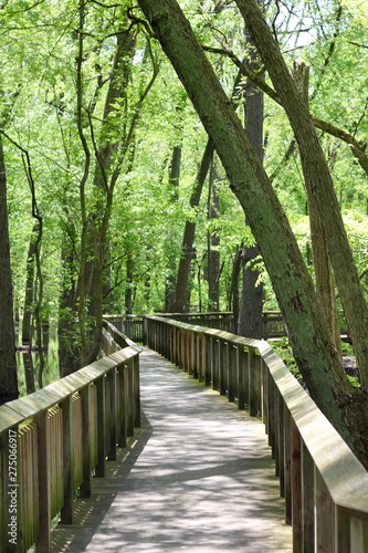 The winding bridge boardwalk in the forest on a sunny day.