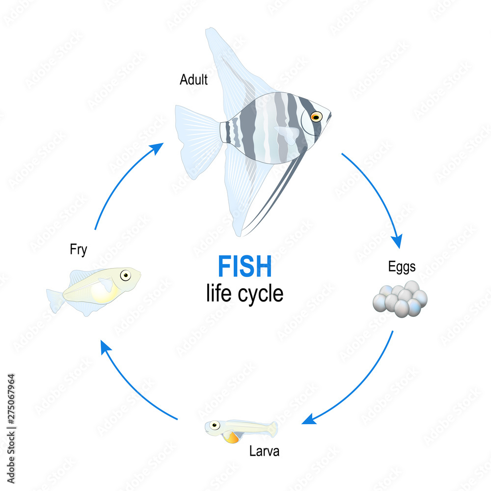 fish life cycle from eggs to larva, fry and adult Angelfish Stock