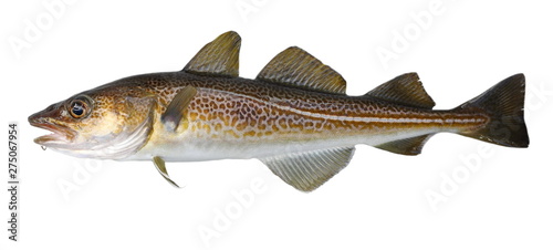 Atlantic cod fresh, Gadus morhua, fish of Greenland photo
