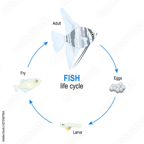 fish life cycle from eggs to larva, fry and adult Angelfish