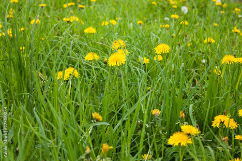 yellow dandelions among green grass, selective focus