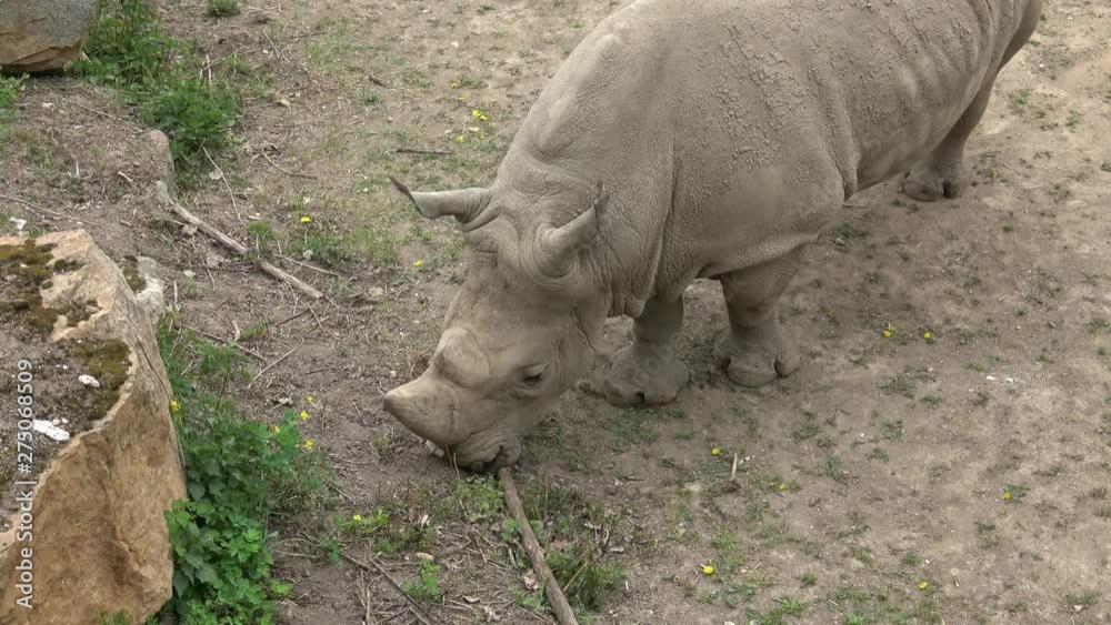 Southern white rhinoceros (Ceratotherium simum simum). Wildlife animal. Critically endangered animal species. Southern white rhinoceros (Ceratotherium simum simum). Wildlife animal. Critically endangered animal species.