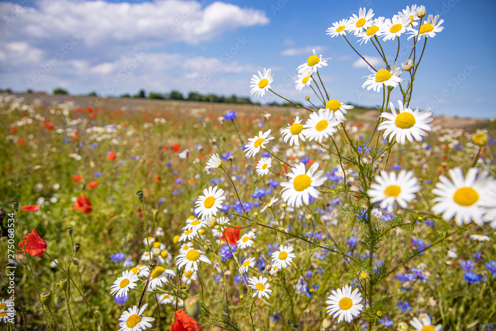 Abundance of blooming wild flowers on the meadow at spring time