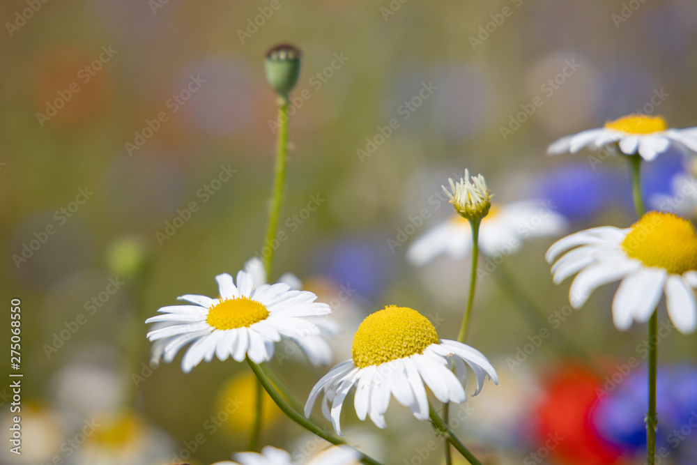 Abundance of blooming wild flowers on the meadow at spring time