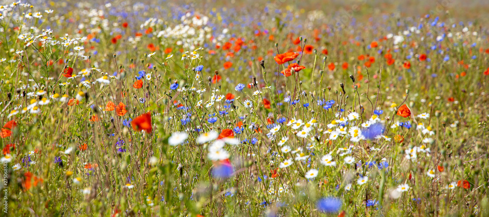 Abundance of blooming wild flowers on the meadow at spring time