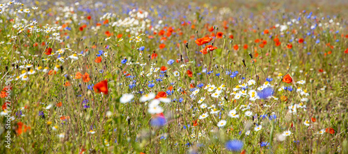 Obraz na płótnie Abundance of blooming wild flowers on the meadow at spring time w salonie