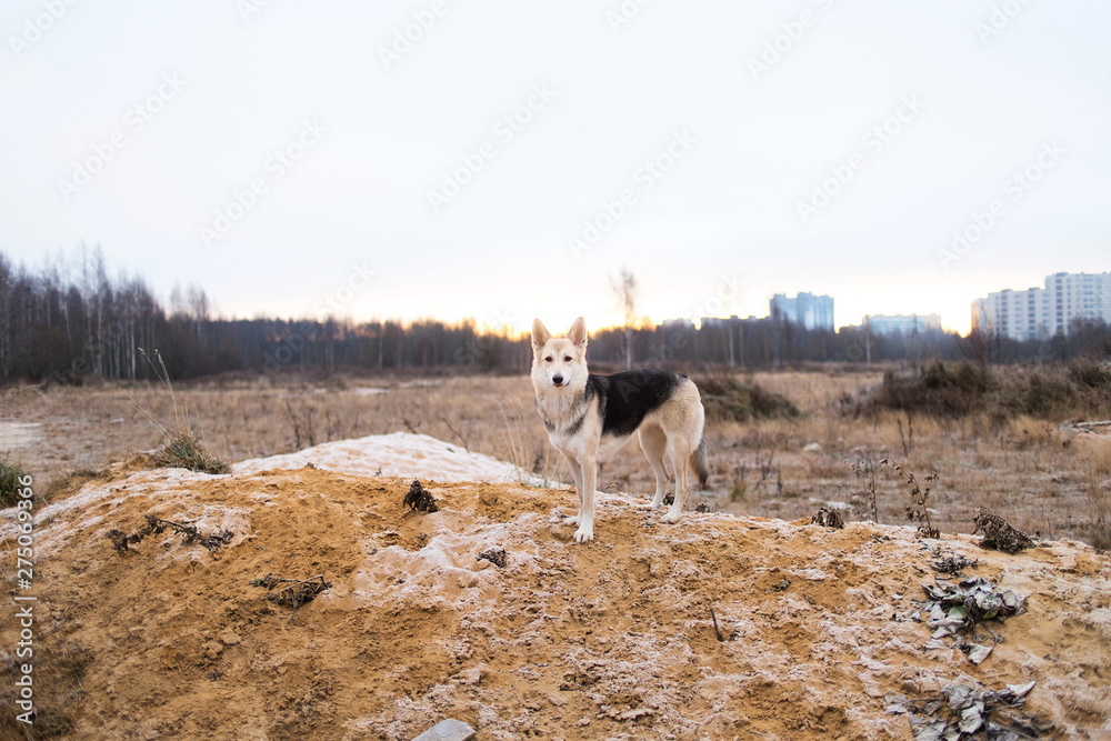 Portrait of cute mixed breed husky dog walks on autumn meadow