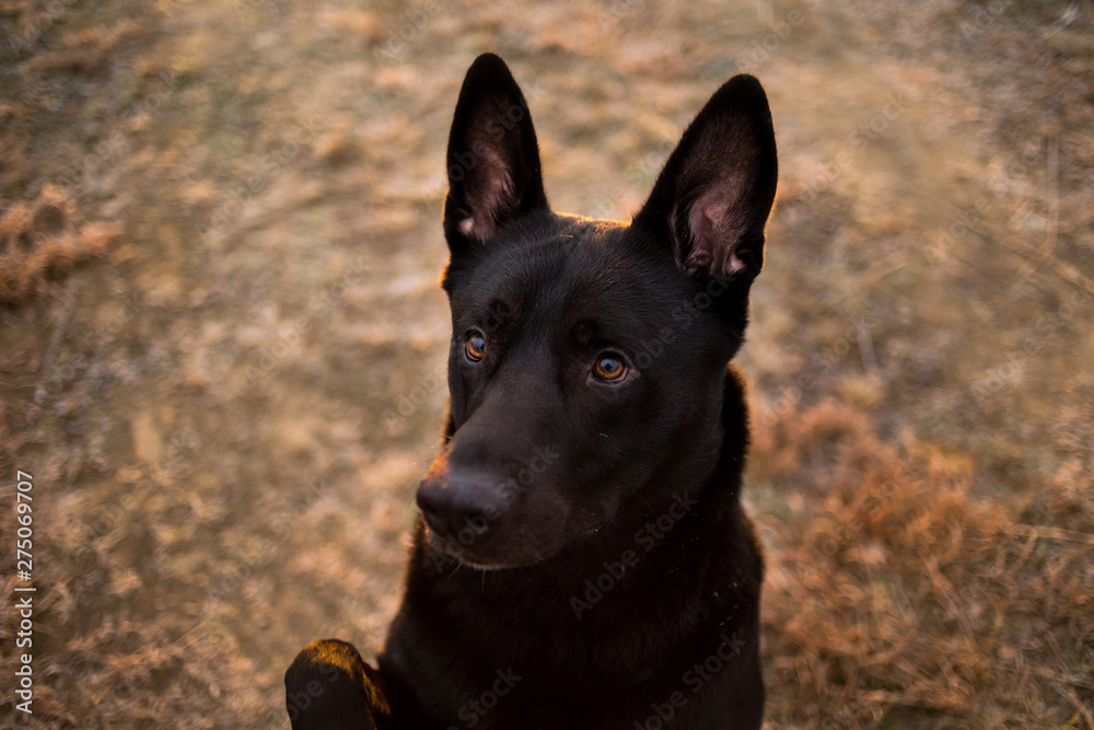 Portrait of cute mixed breed black dog walking on autumn meadow.